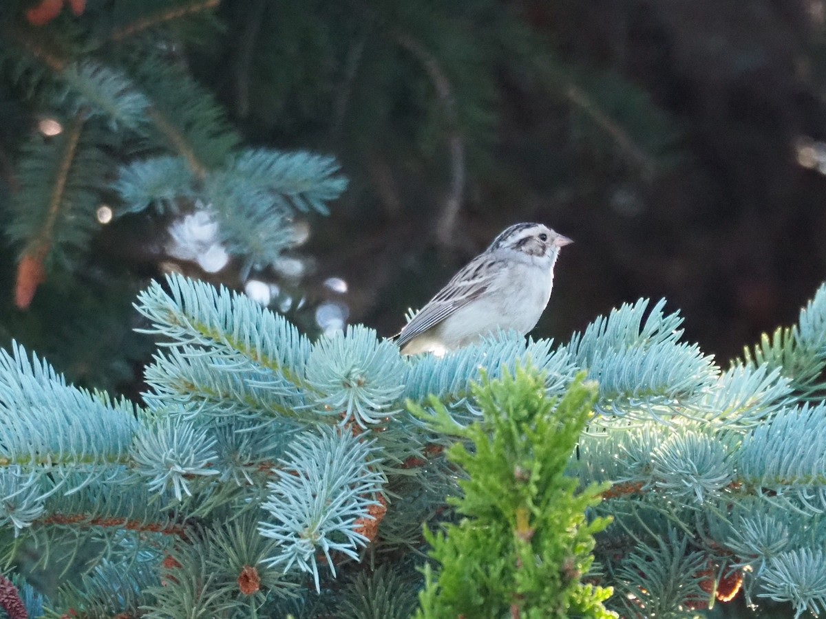 Clay-colored Sparrow - ML166095211