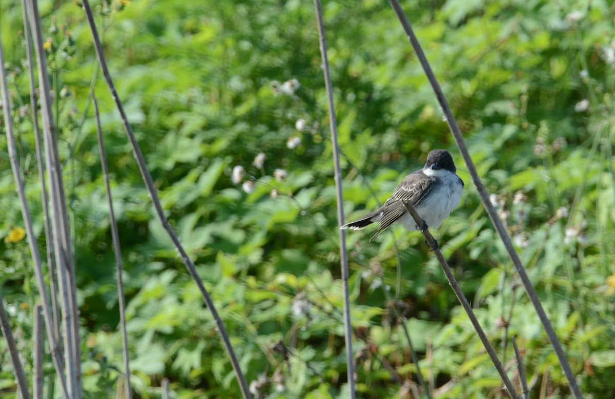 Eastern Kingbird - Bill Williams