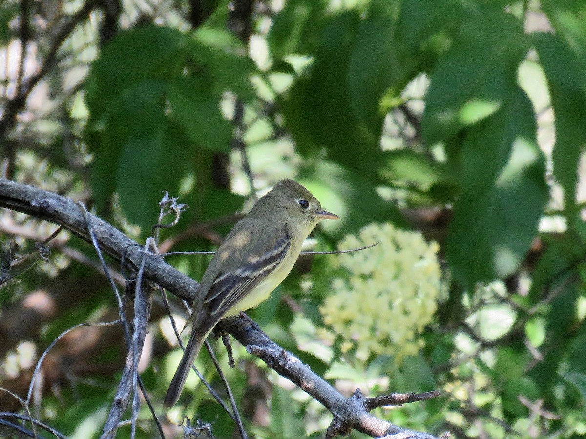 Western Flycatcher (Pacific-slope) - ML166096291