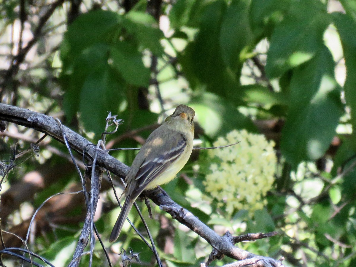 Western Flycatcher (Pacific-slope) - ML166096311