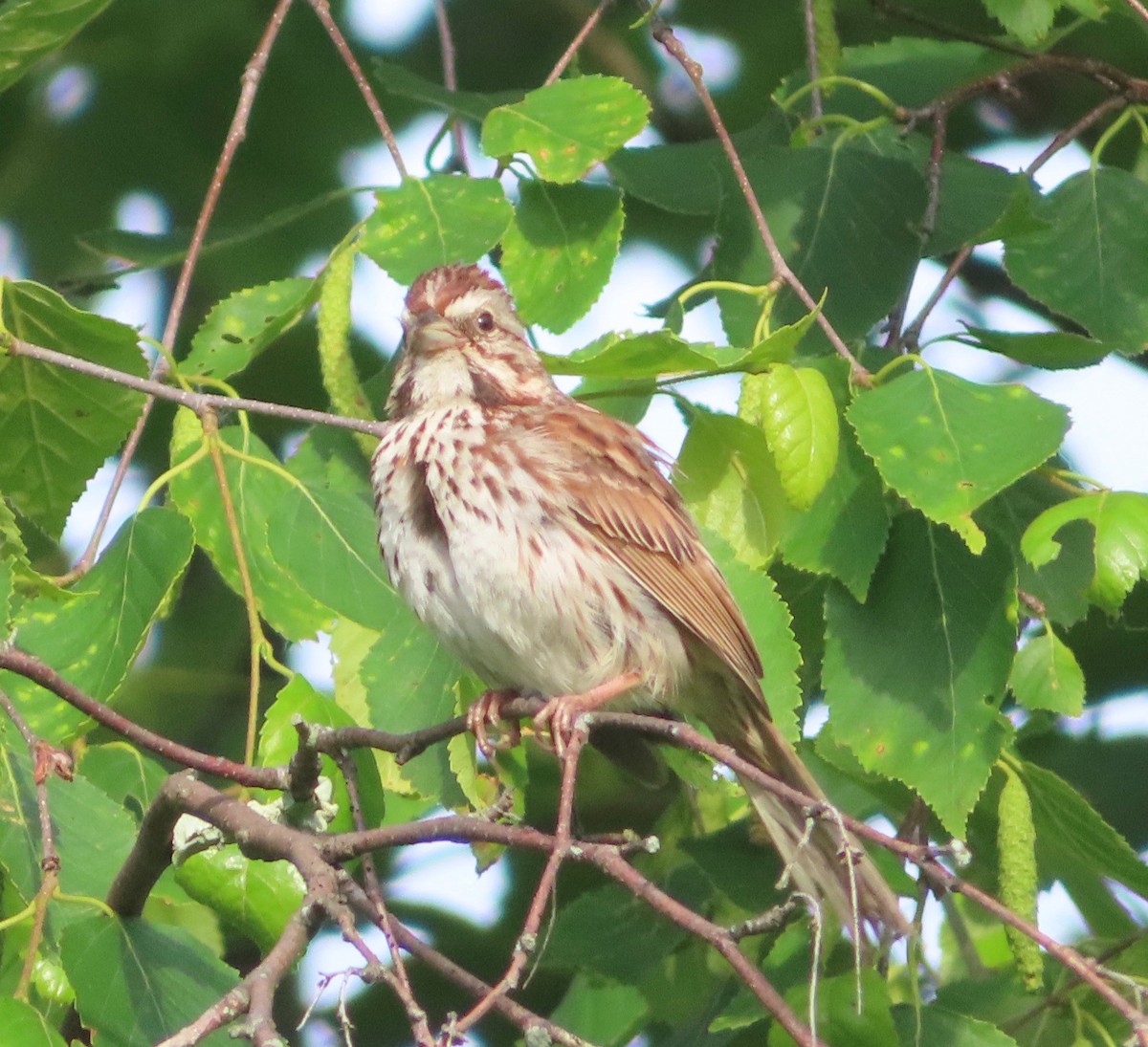 Song Sparrow - ML166096331