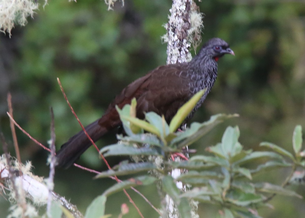 Andean Guan - ML166097841