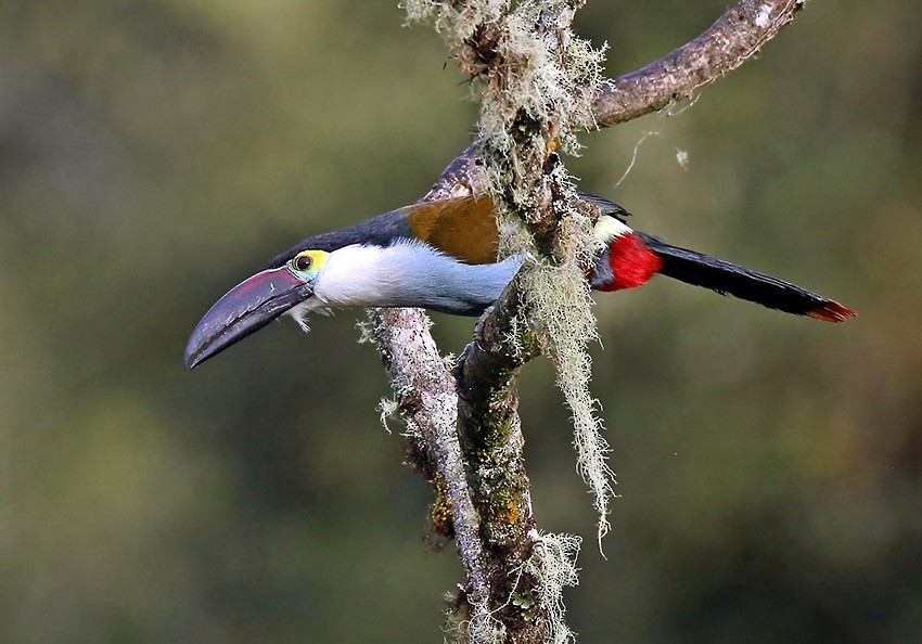 Black-billed Mountain-Toucan - Roger Ahlman