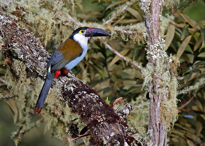 Black-billed Mountain-Toucan - ML166097881