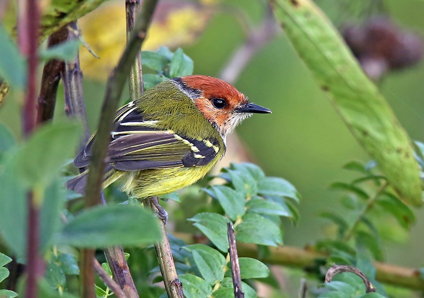 Rufous-crowned Tody-Flycatcher - ML166098071