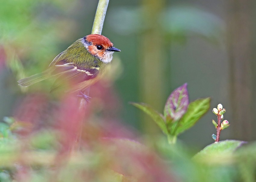 Rufous-crowned Tody-Flycatcher - ML166098081