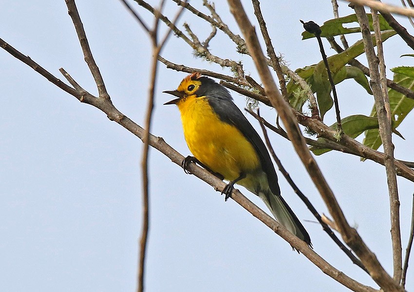 Golden-fronted x Spectacled Redstart (hybrid) - ML166098171