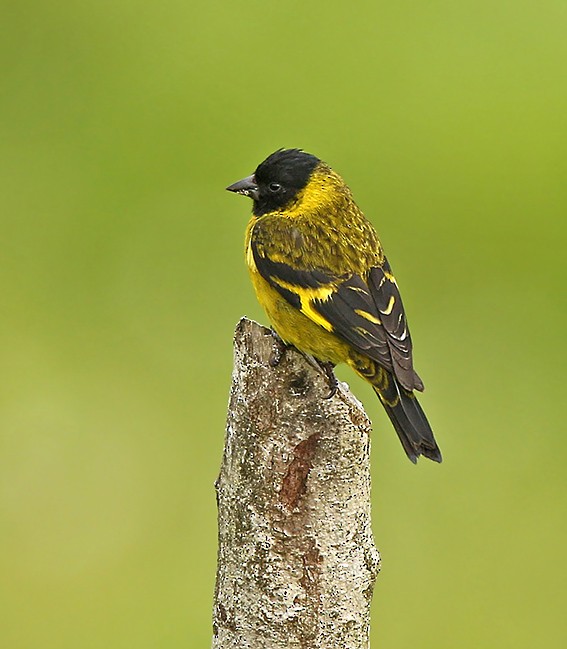 Olivaceous Siskin - Roger Ahlman