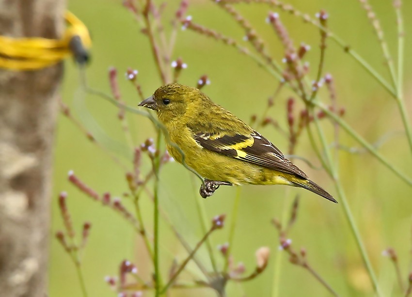 Olivaceous Siskin - Roger Ahlman