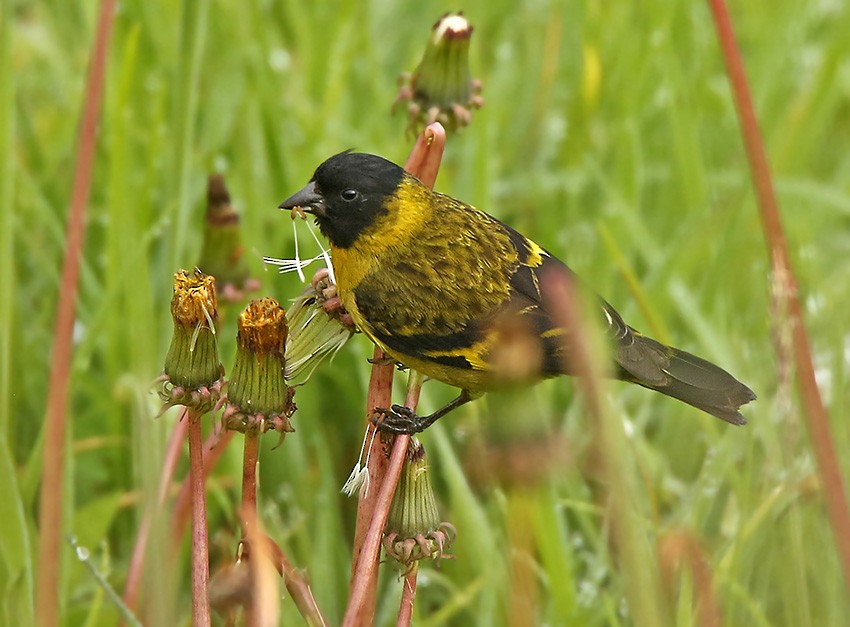 Olivaceous Siskin - Roger Ahlman