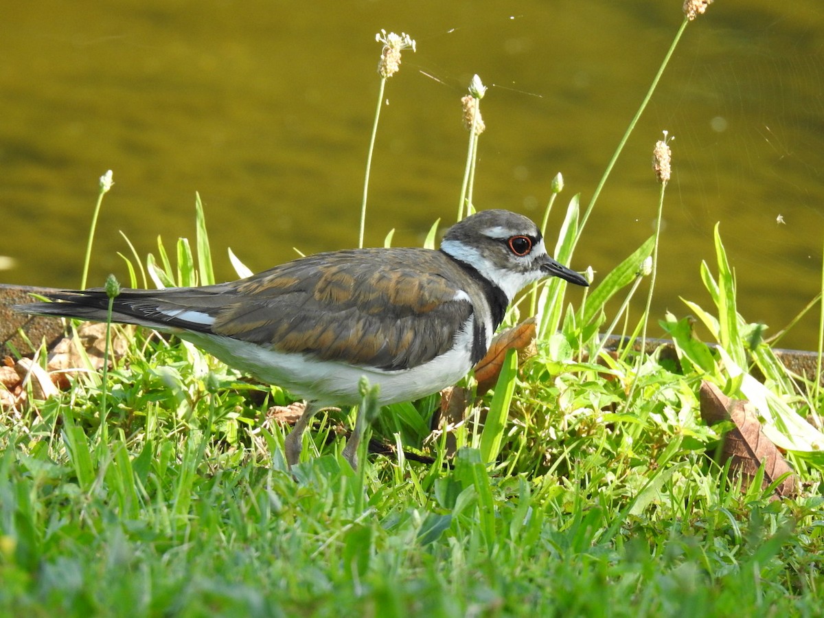 Killdeer - ML166099071