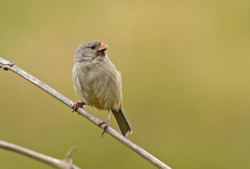 Plain-colored Seedeater - ML166099081