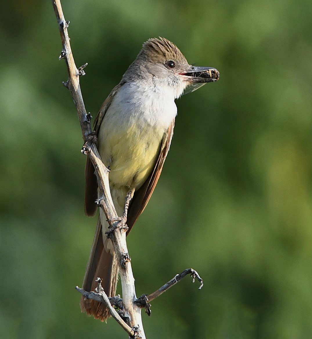 Brown-crested Flycatcher - ML166099571