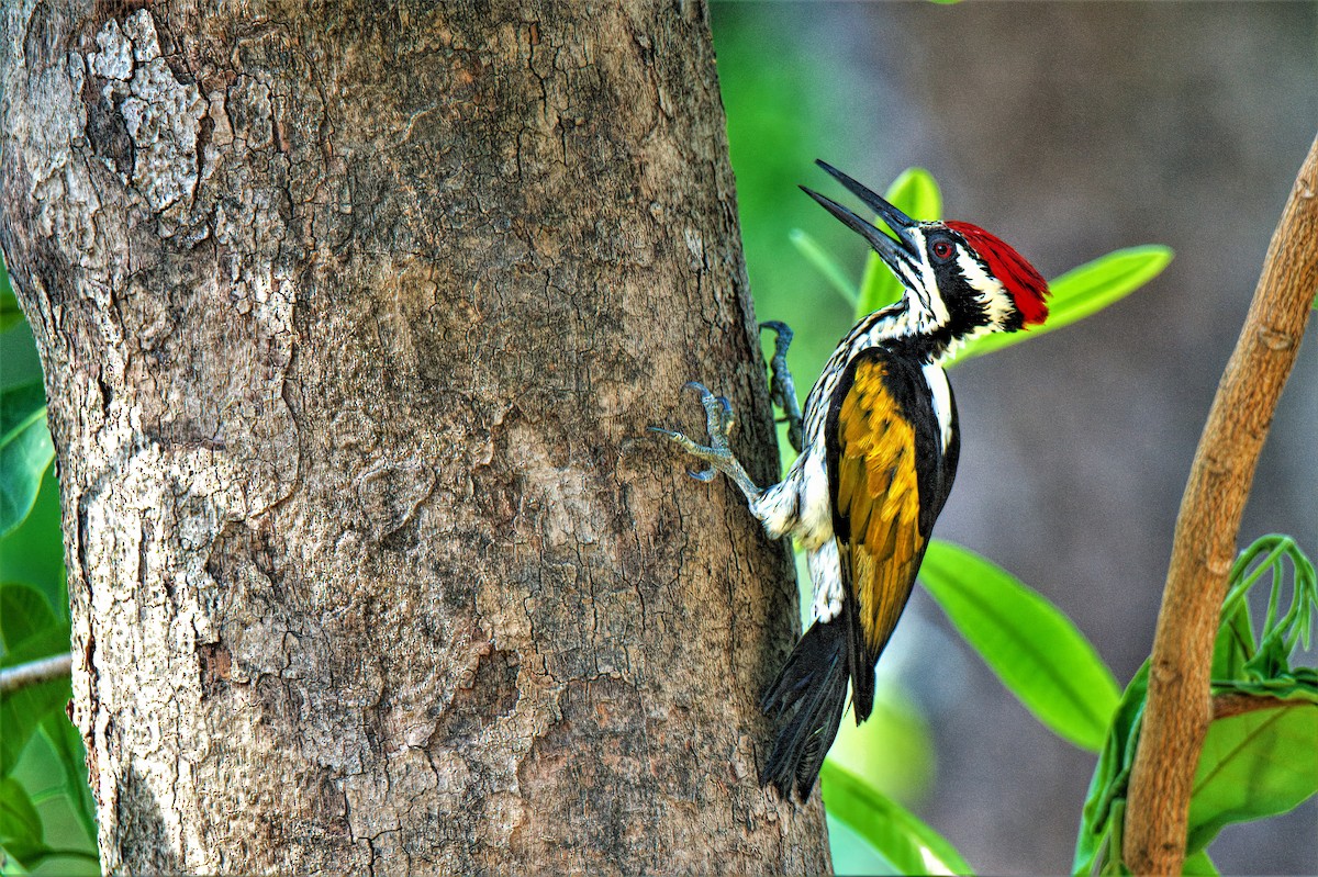 White-naped Woodpecker - ML166099901