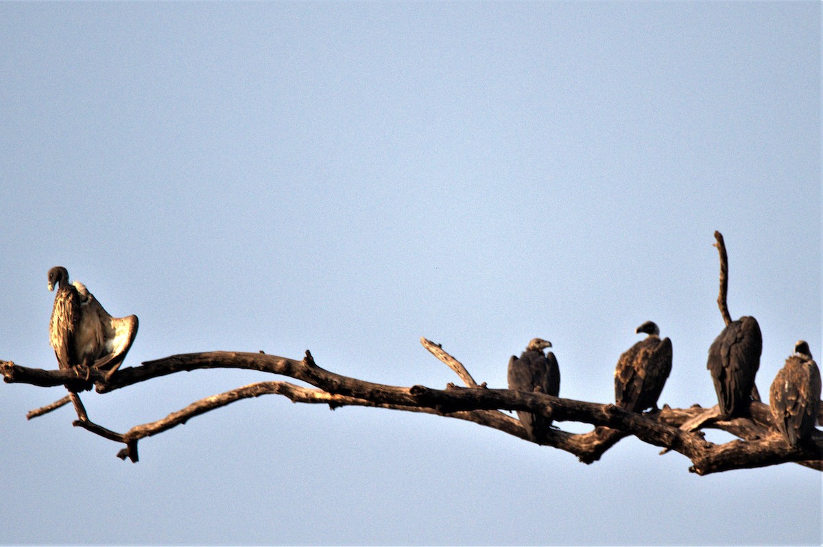 Indian Vulture - ML166100891