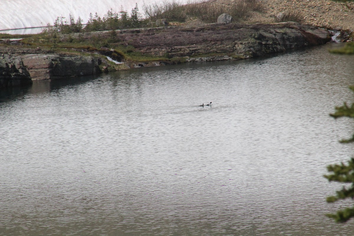 Barrow's Goldeneye - ML166102691