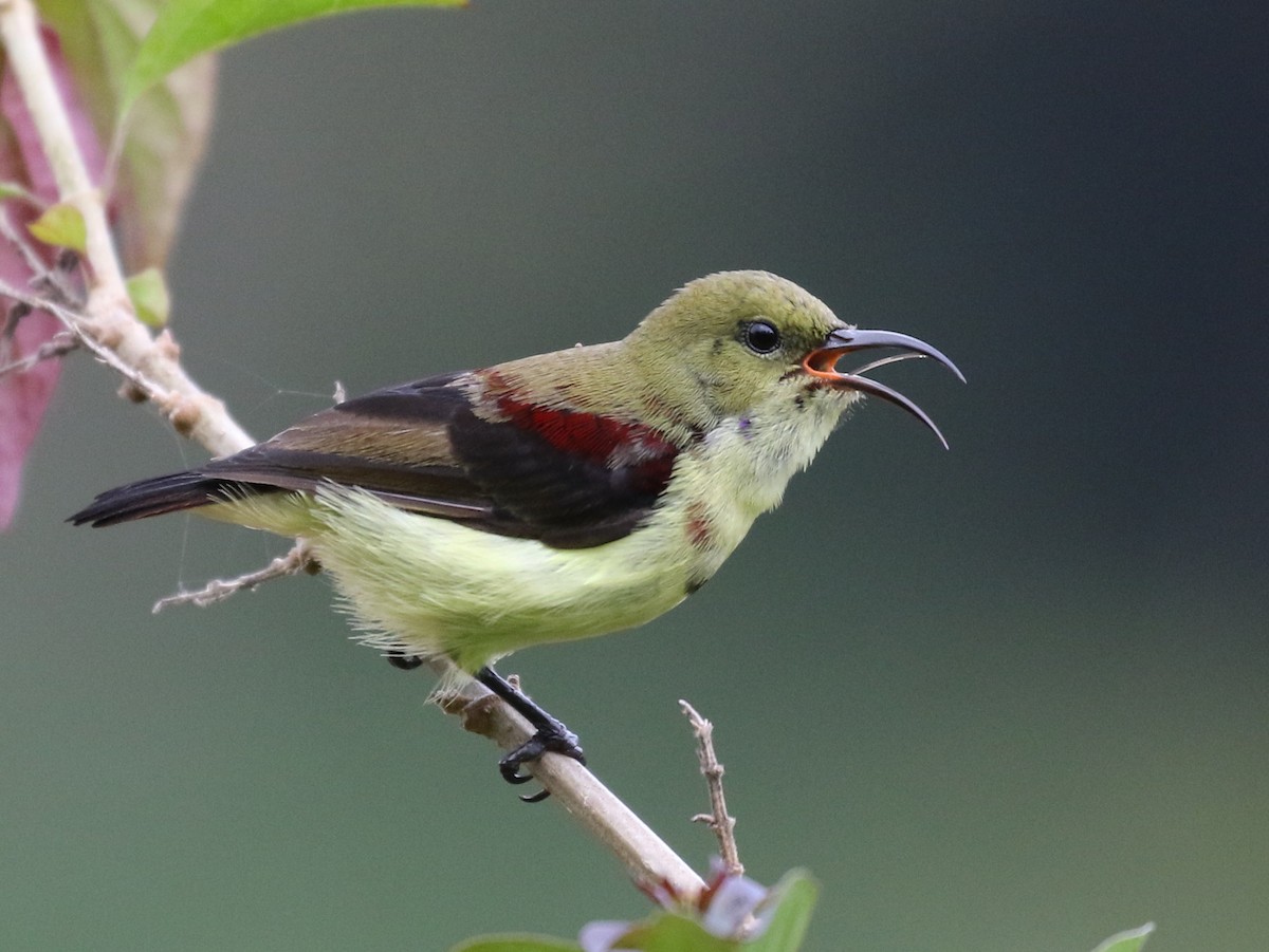 Crimson-backed Sunbird - Vijaya Lakshmi