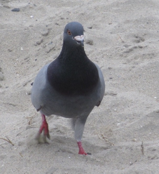 Rock Pigeon (Feral Pigeon) - Nancy Salem