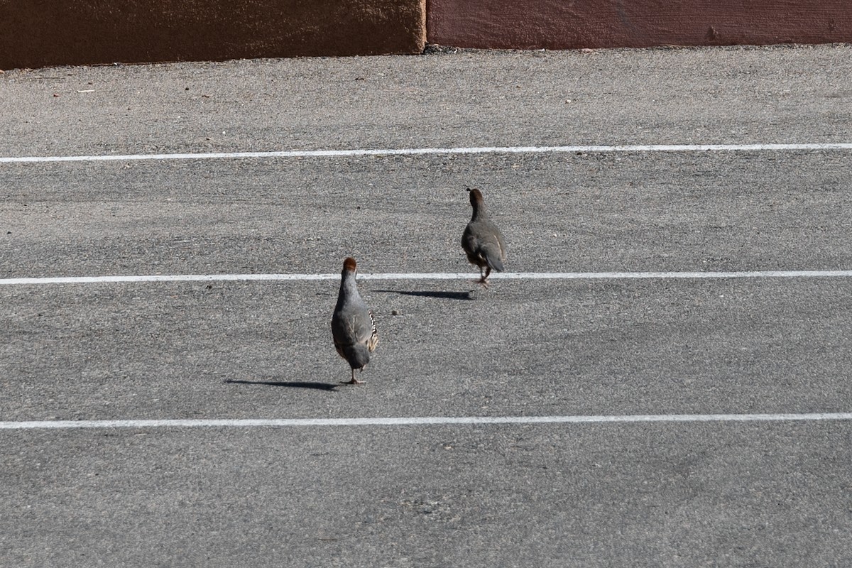 křepel čelenkový - ML166109221