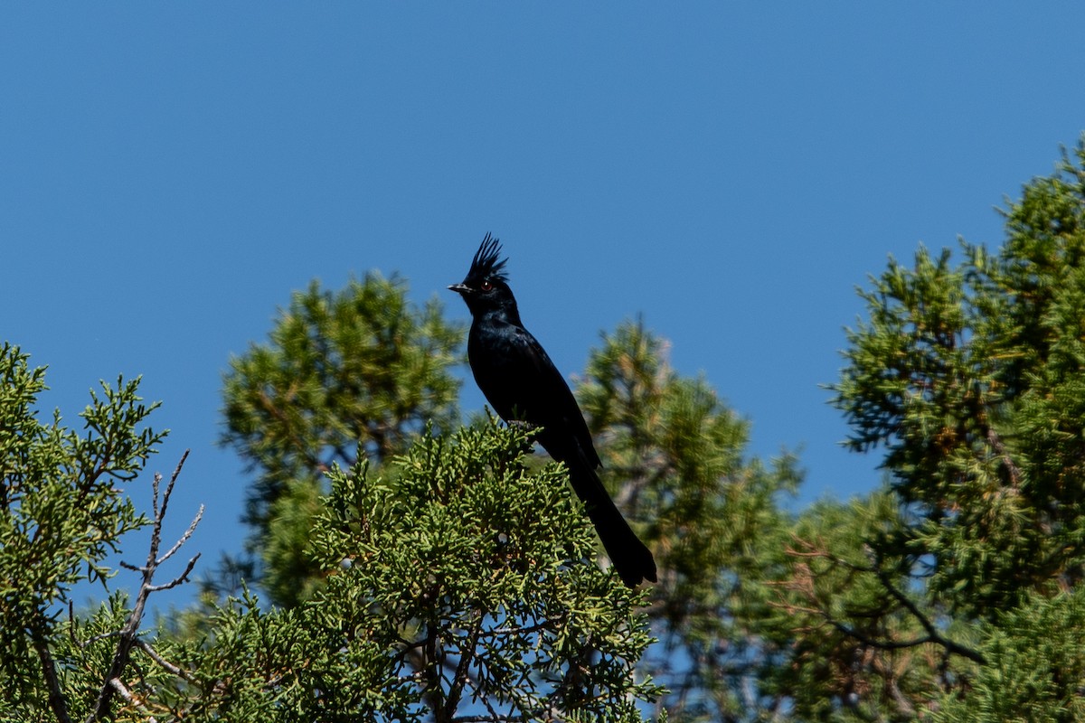 Phainopepla - ML166110011