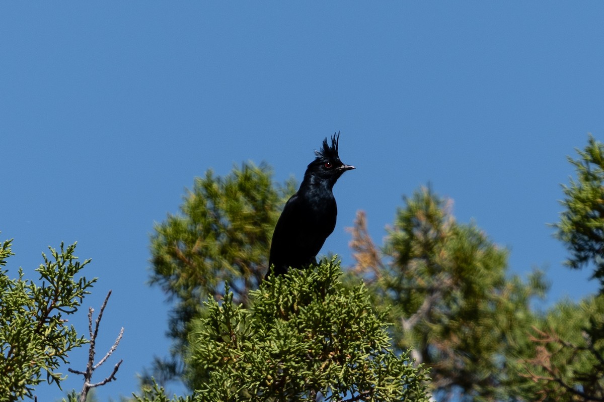 palmovník tmavý - ML166110121