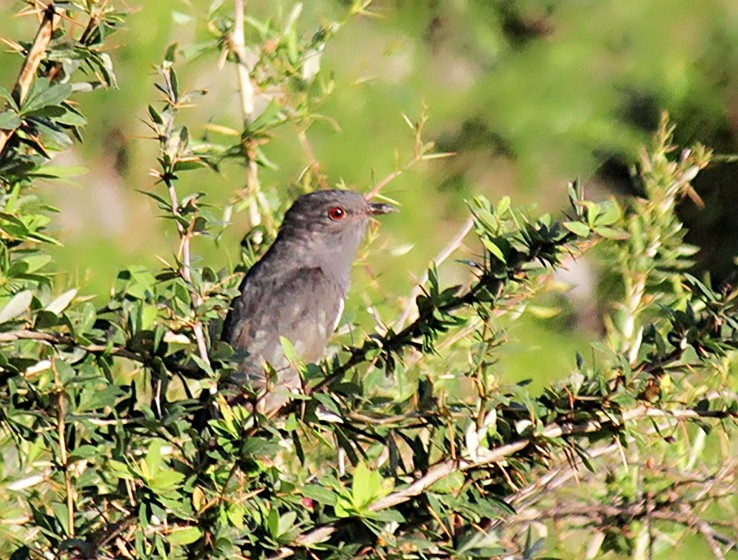 Gray-bellied Cuckoo - Mohd Ayoub