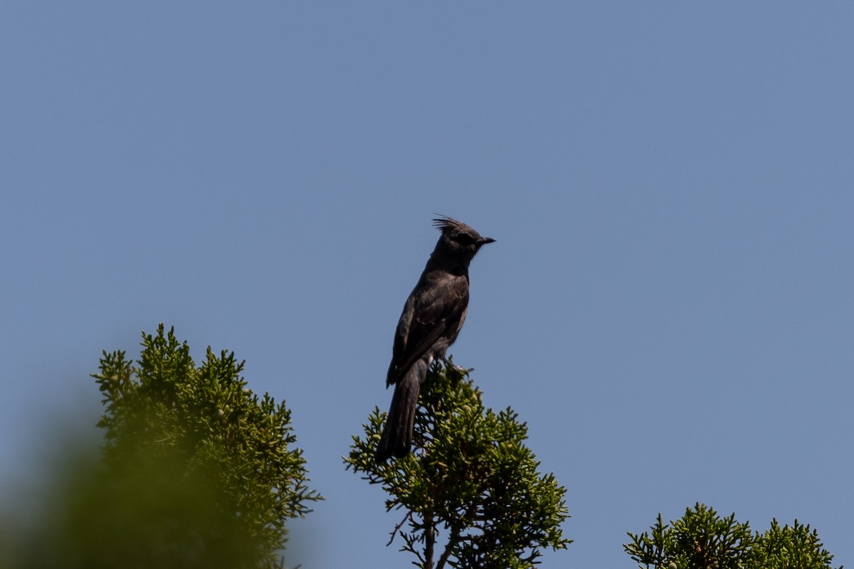 Phainopepla - ML166110401