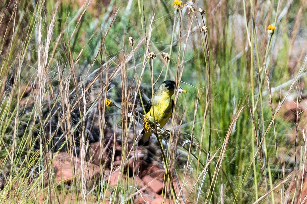 čížek mexický - ML166110871