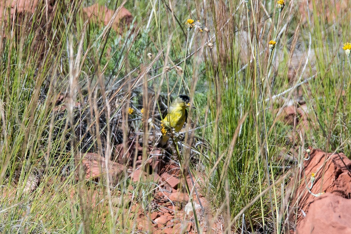 čížek mexický - ML166111091