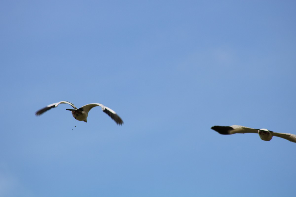 Andean Goose - ML166112011