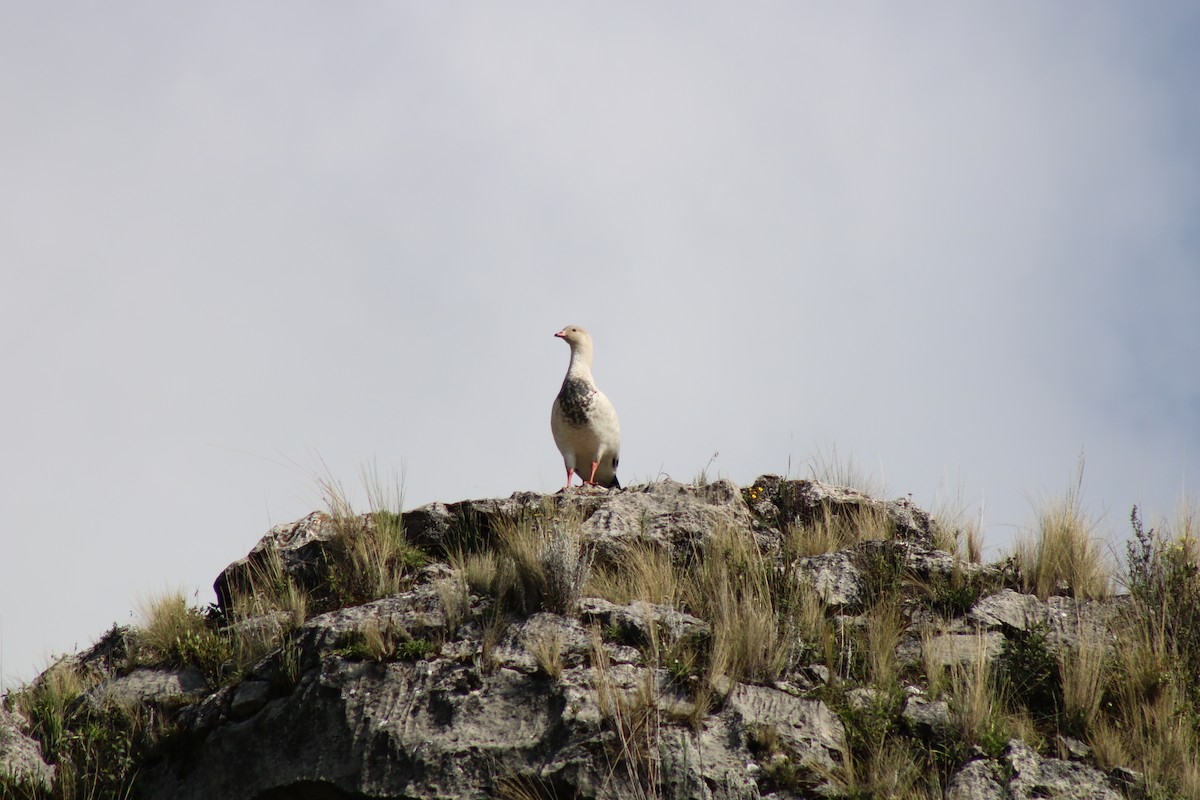 Andean Goose - ML166112061