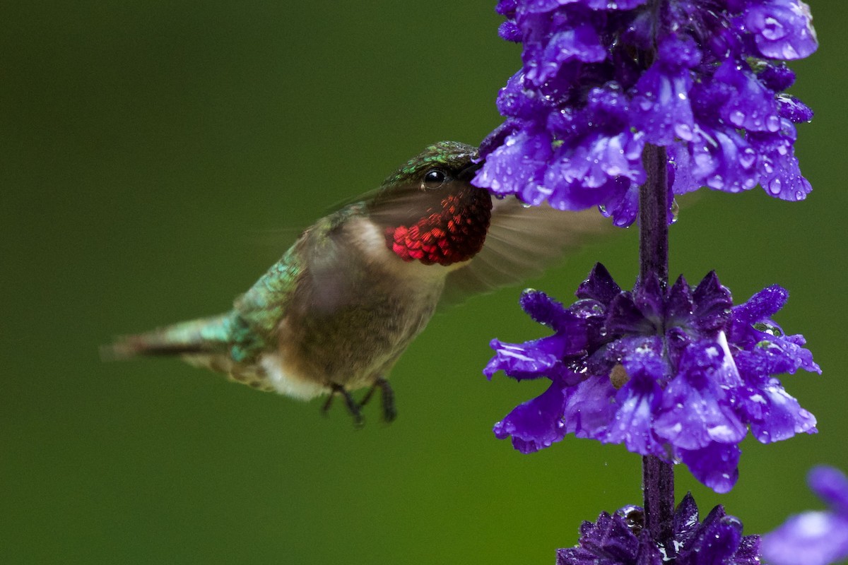 Ruby-throated Hummingbird - ML166112081