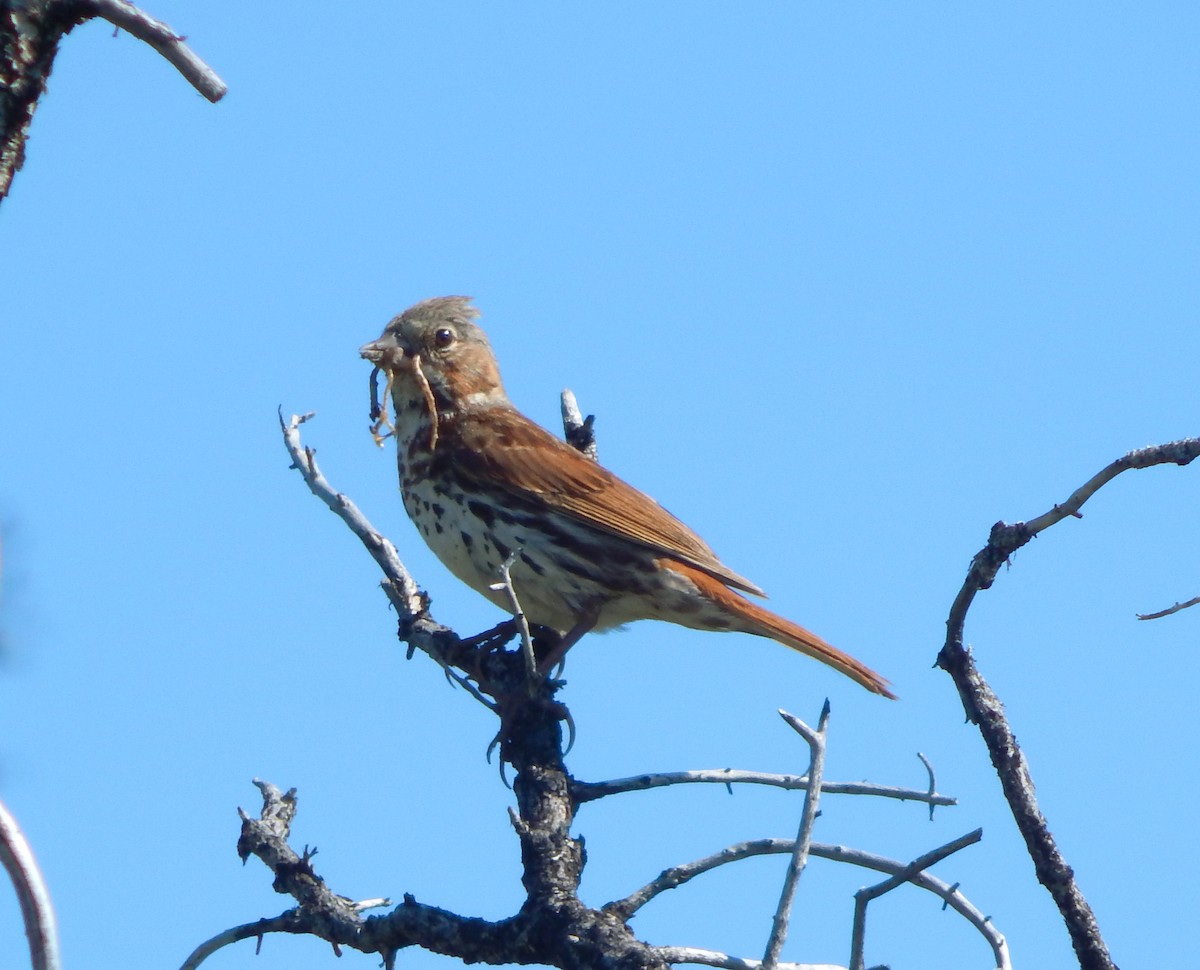 Fox Sparrow (Red) - ML166112581