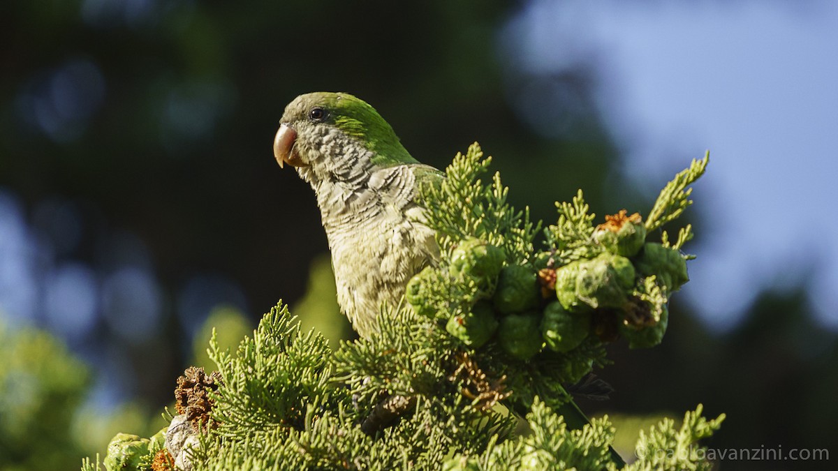 Monk Parakeet - ML166112641