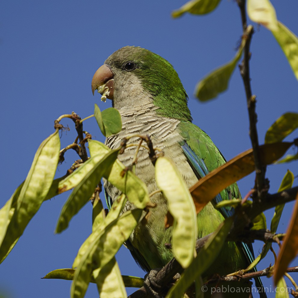 Monk Parakeet - ML166112651