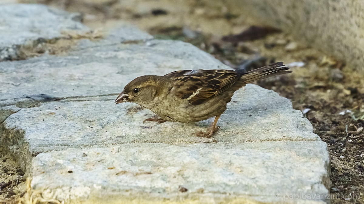 Spanish Sparrow - ML166113181