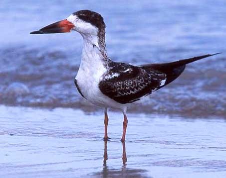 Black Skimmer - ML166114521