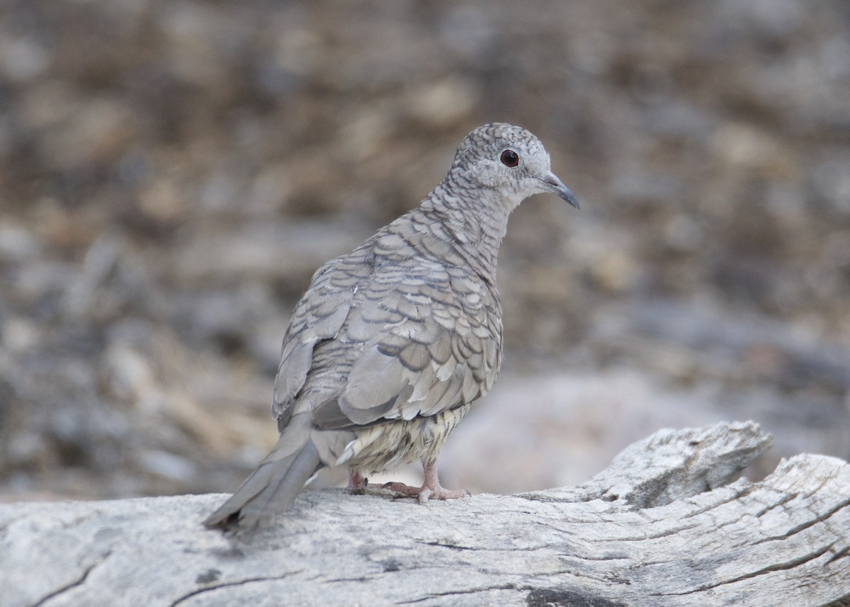 Inca Dove - Kanayo Rolle