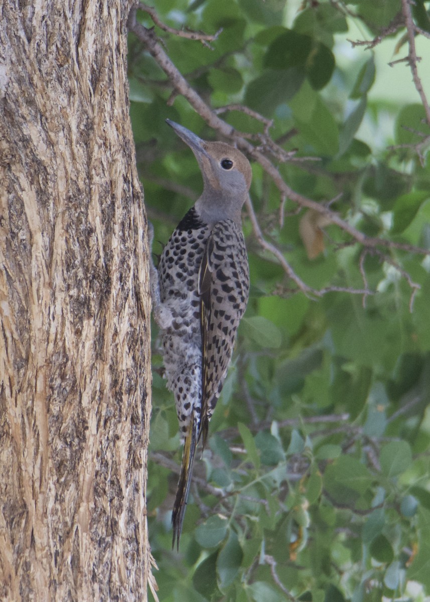 Gilded Flicker - ML166115851