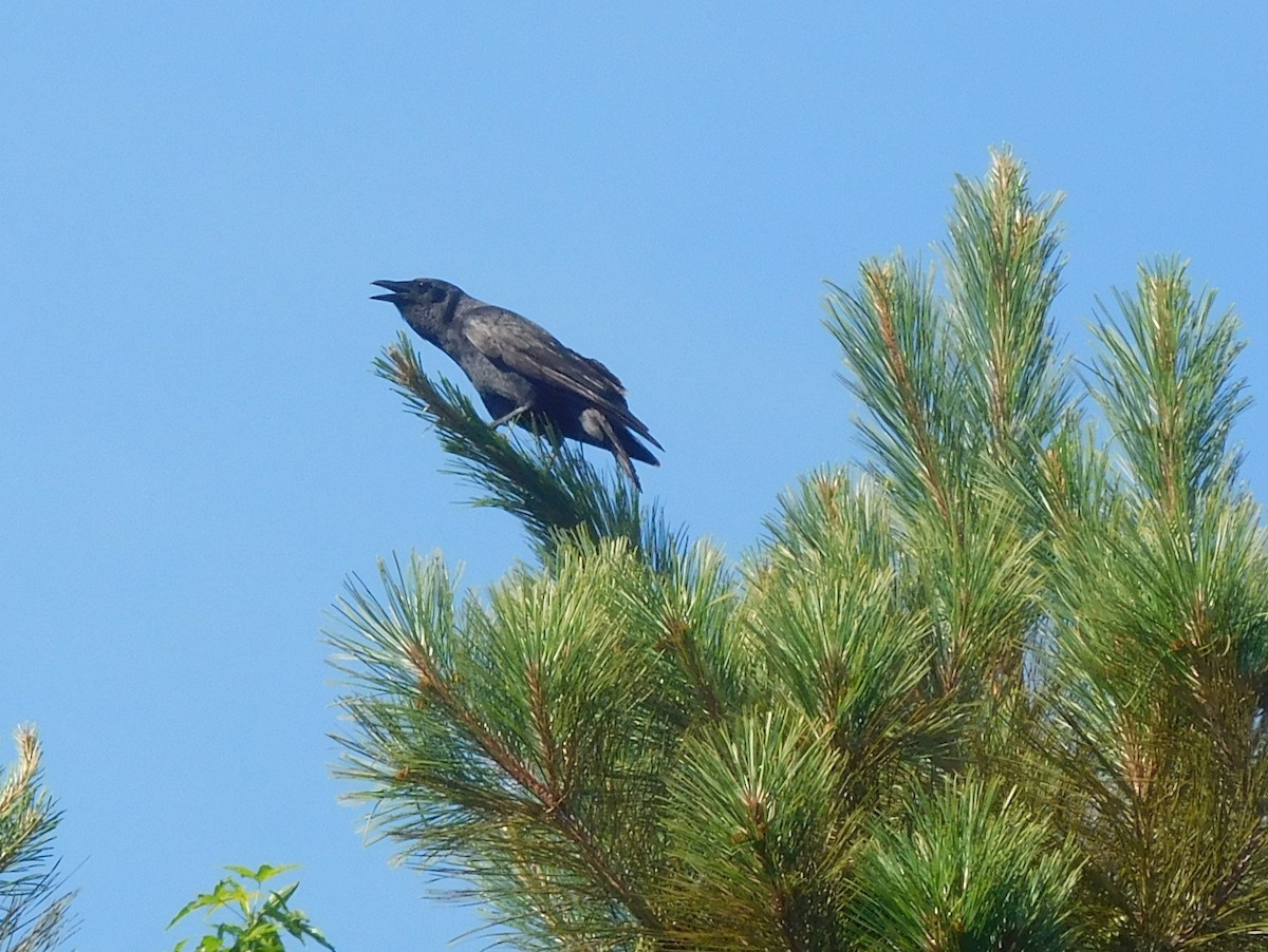 Fish Crow - ML166117621