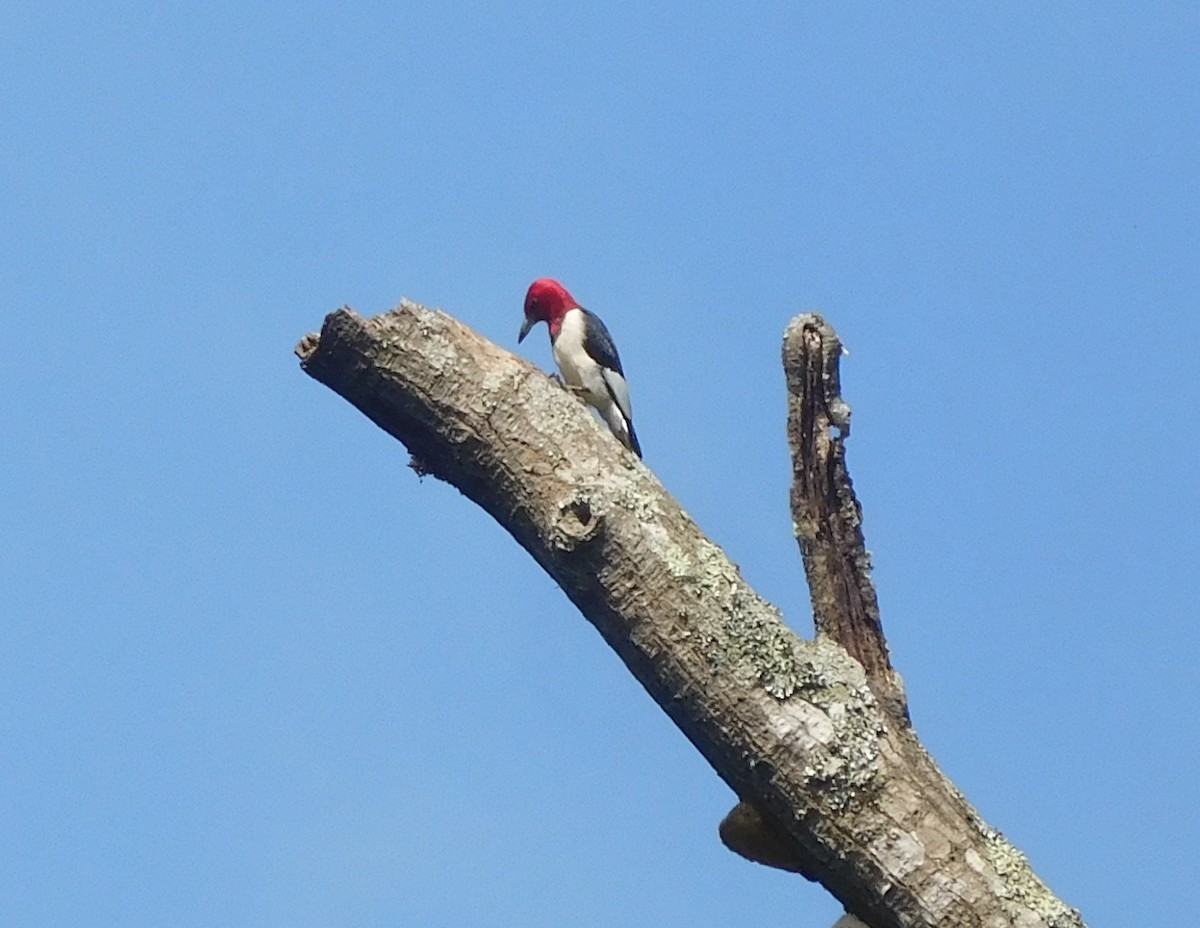 Red-headed Woodpecker - ML166118131