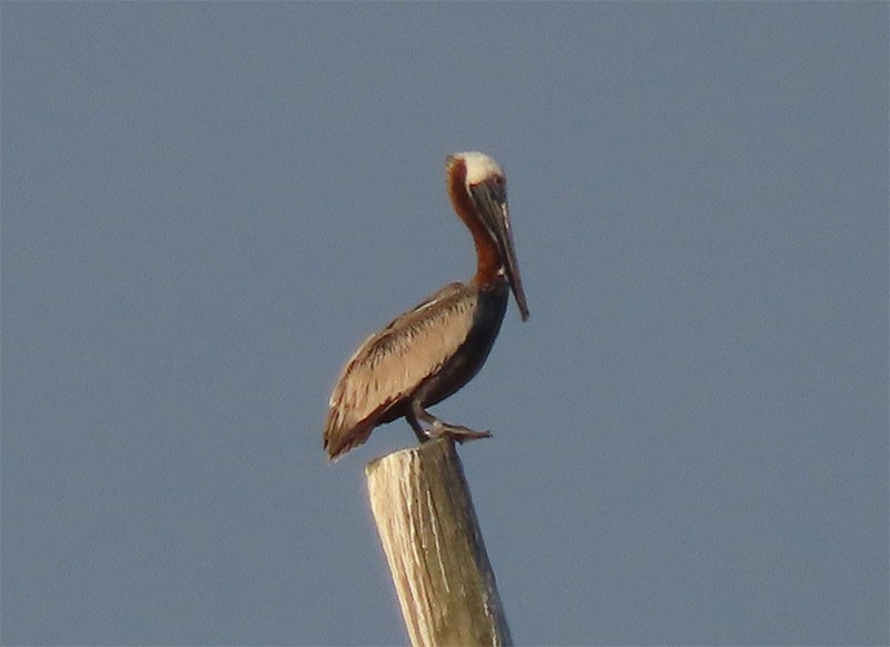 pelikán hnědý (ssp. carolinensis) - ML166119041