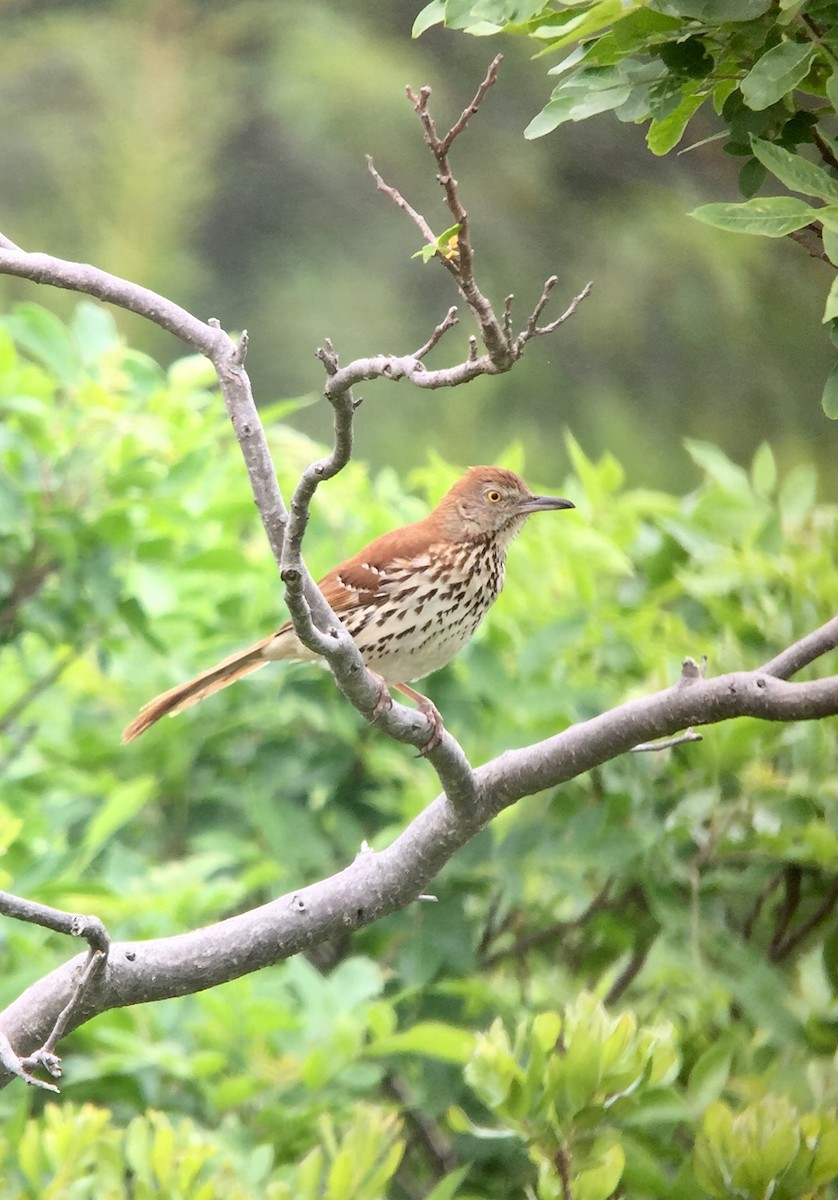 Brown Thrasher - ML166119211