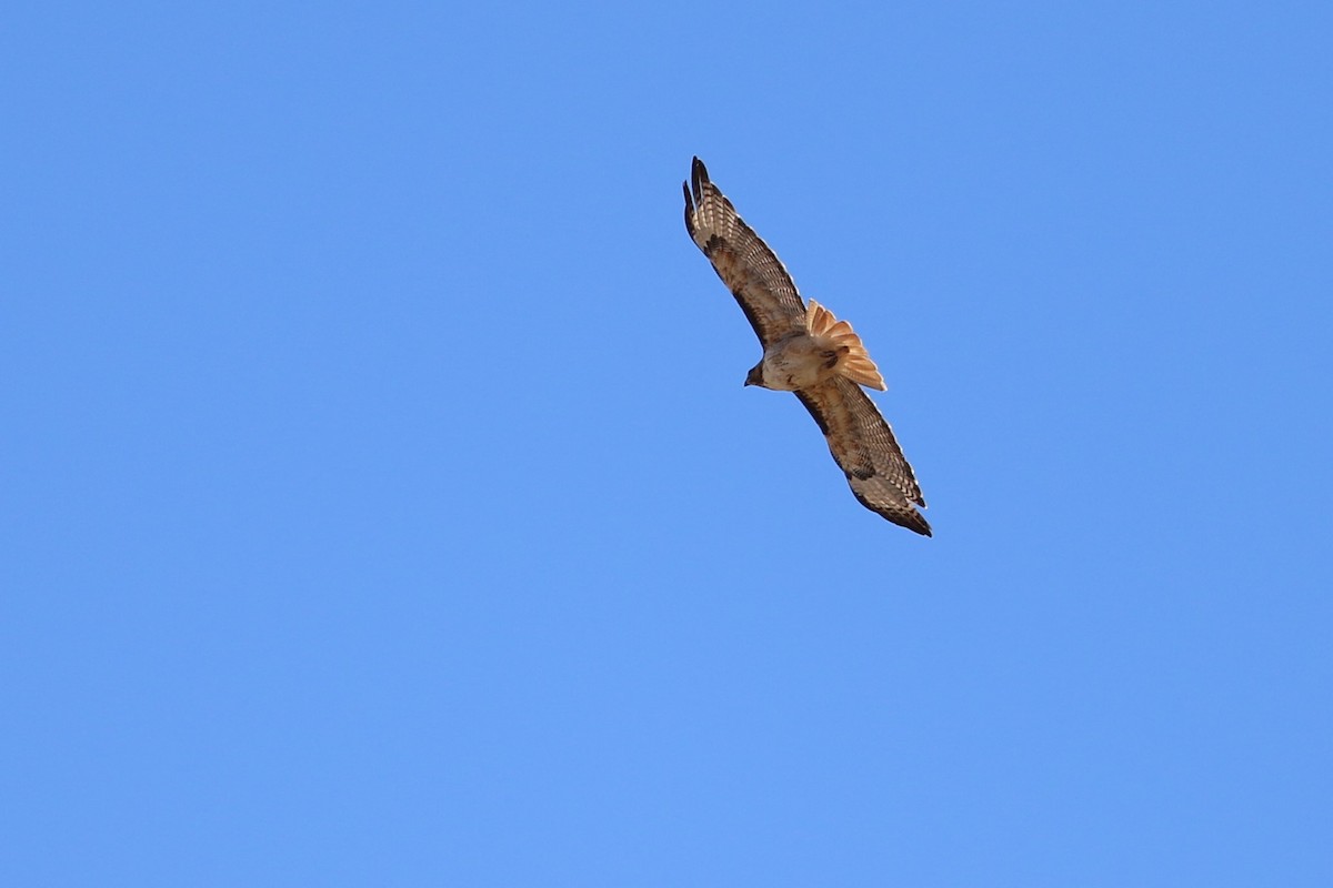 Red-tailed Hawk - Dennis Eckhart