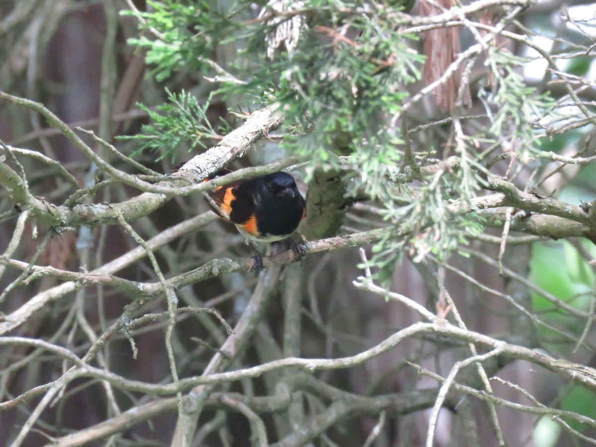 American Redstart - ML166121411