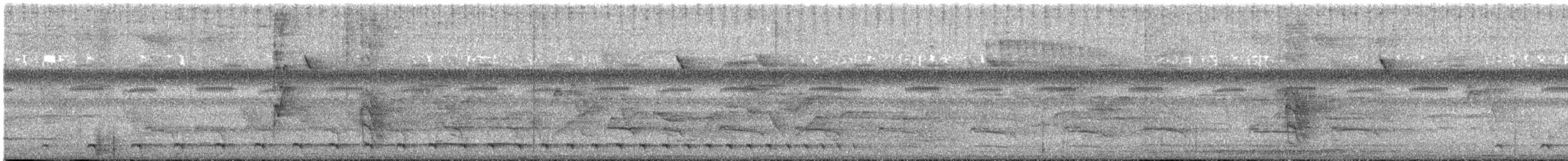 Weißbrust-Ameisenwürger - ML166121861