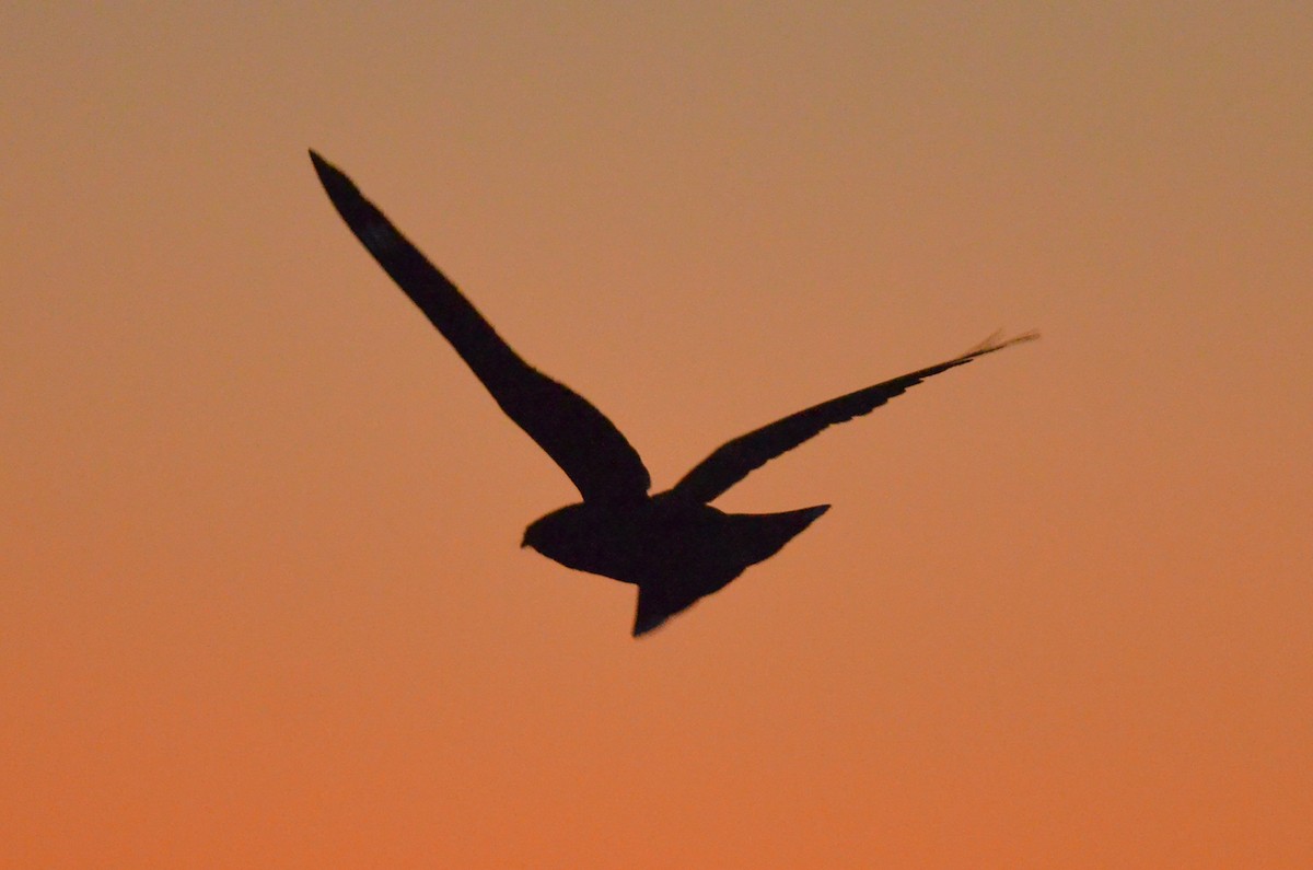 Eurasian Nightjar - ML166122521