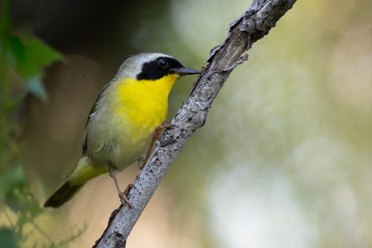 Common Yellowthroat - Suzanne Labbé