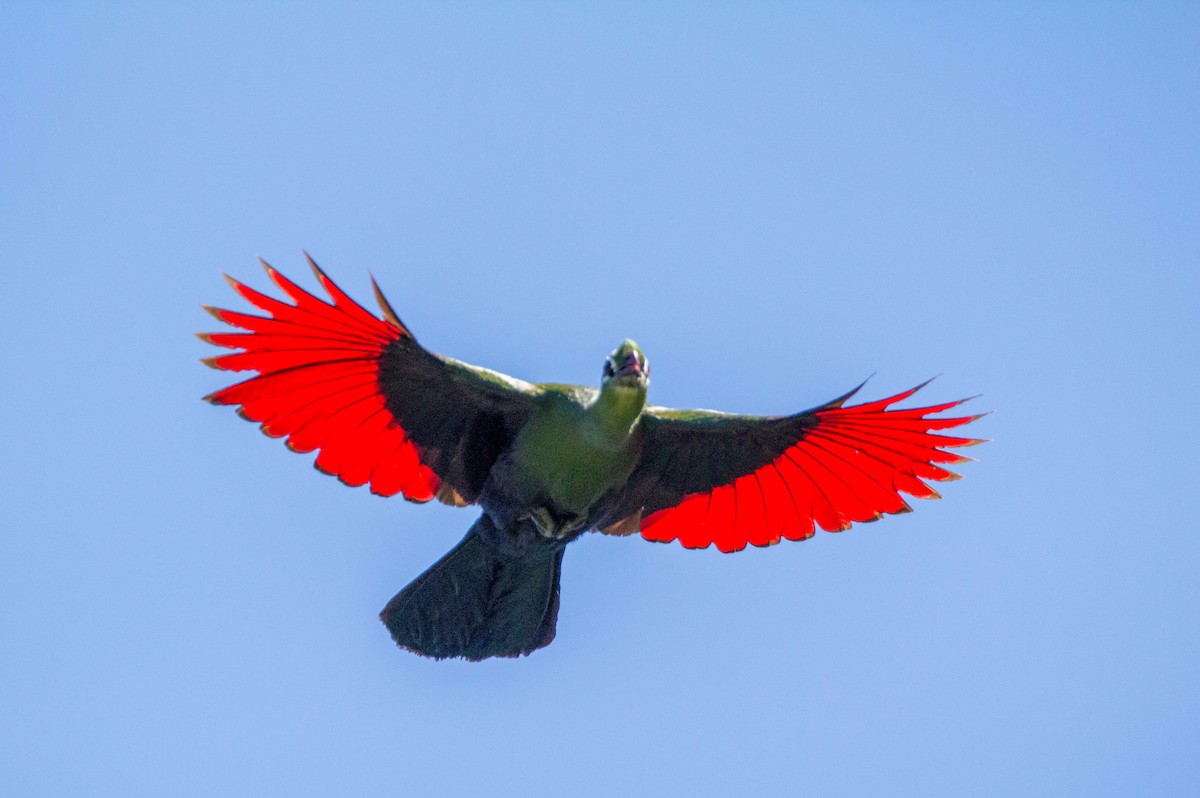 Knysna Turaco - Angus Fitton