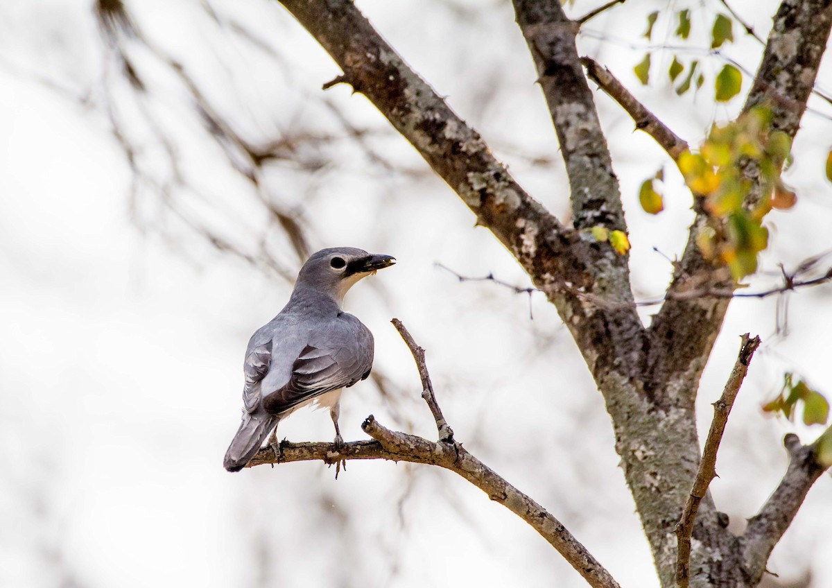 White-breasted Cuckooshrike - ML166126671